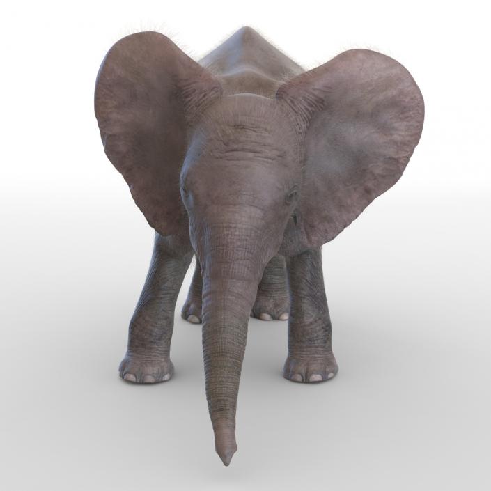Baby Elephant Pose 3 with Fur 3D model
