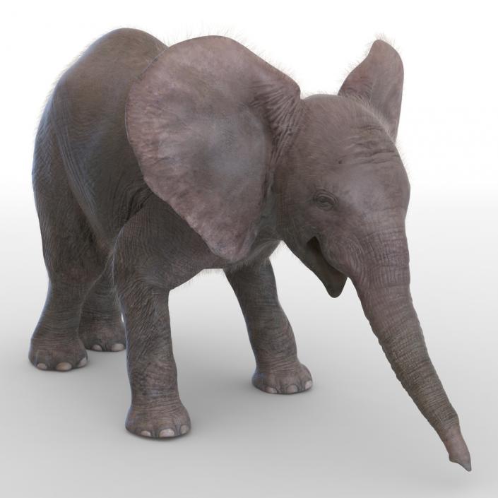 Baby Elephant Pose 3 with Fur 3D model