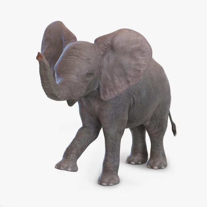 3D model Baby Elephant Rigged