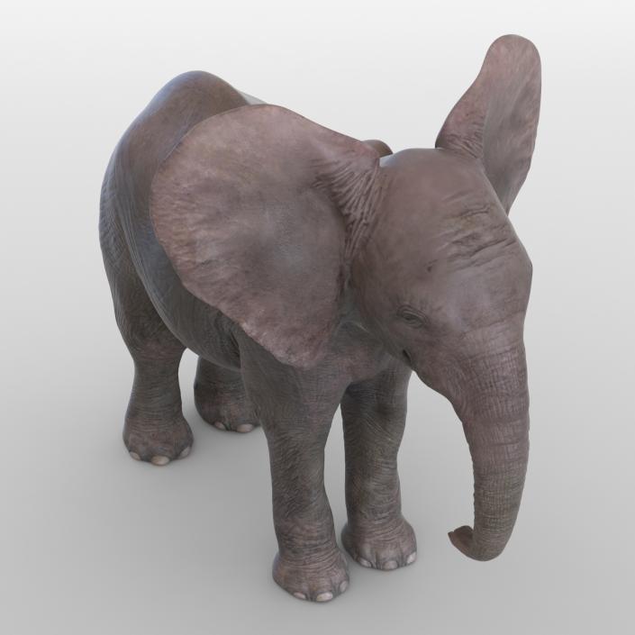 3D model Baby Elephant Rigged