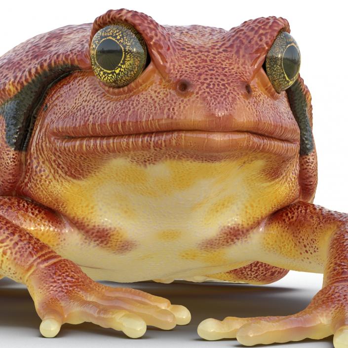 3D Tomato Frog Pose 3 model