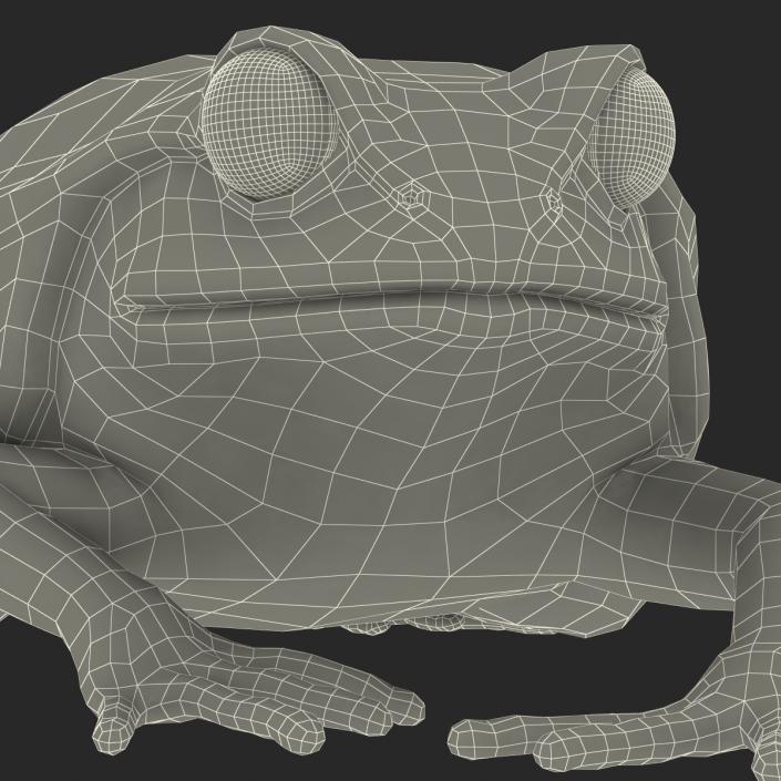 3D Tomato Frog Pose 3 model
