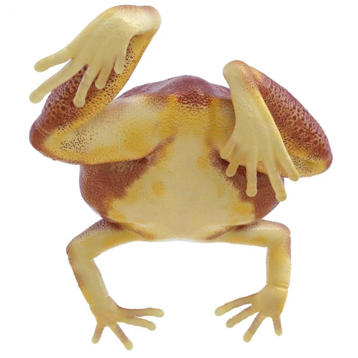 3D Tomato Frog Pose 4 model