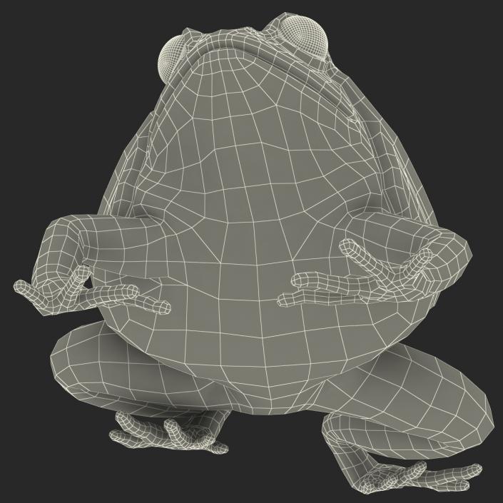 3D Tomato Frog Pose 4 model