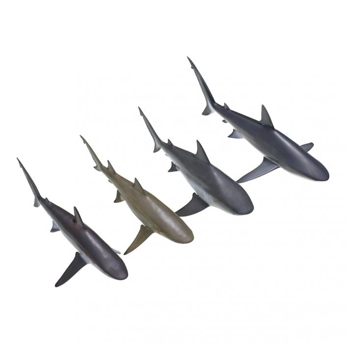 Sharks Collection 5 3D model