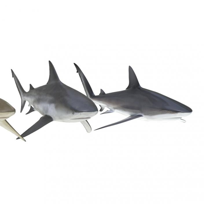 Sharks Collection 5 3D model