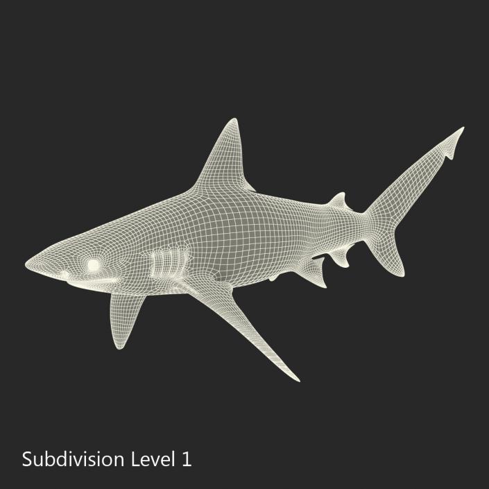 3D model Bignose Shark Rigged
