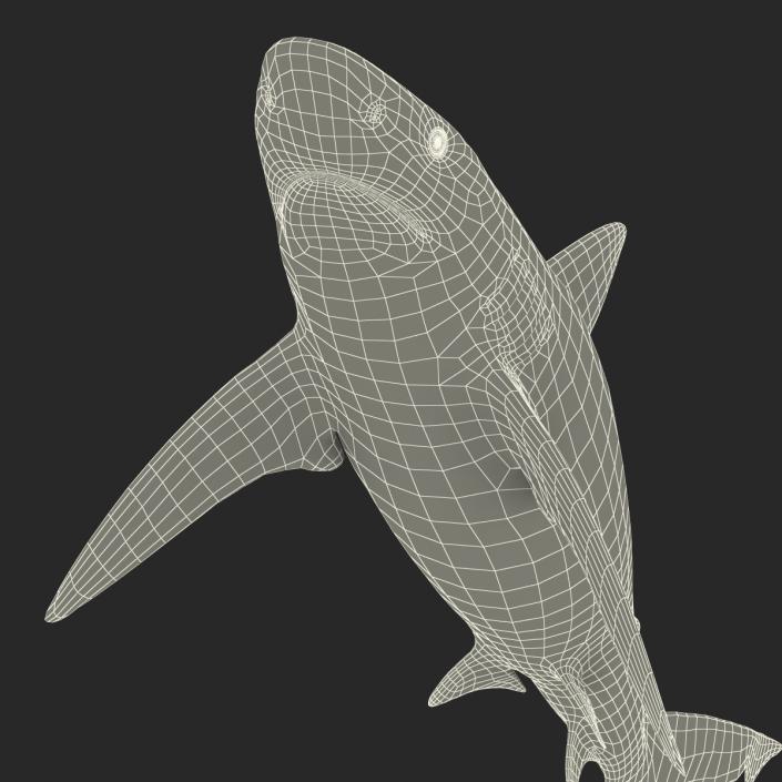 3D model Bignose Shark Rigged