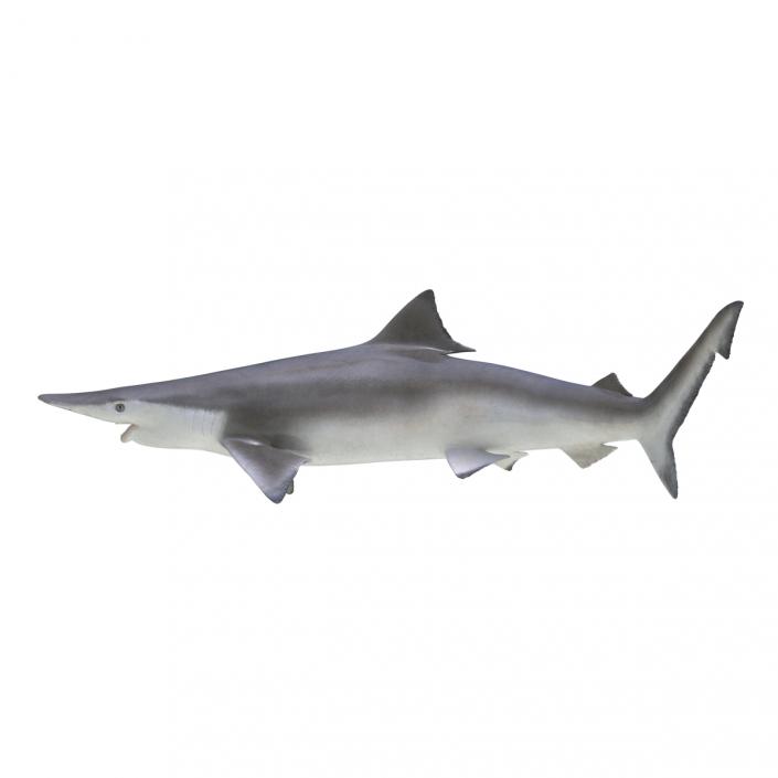 Spadenose Shark Pose 2 3D
