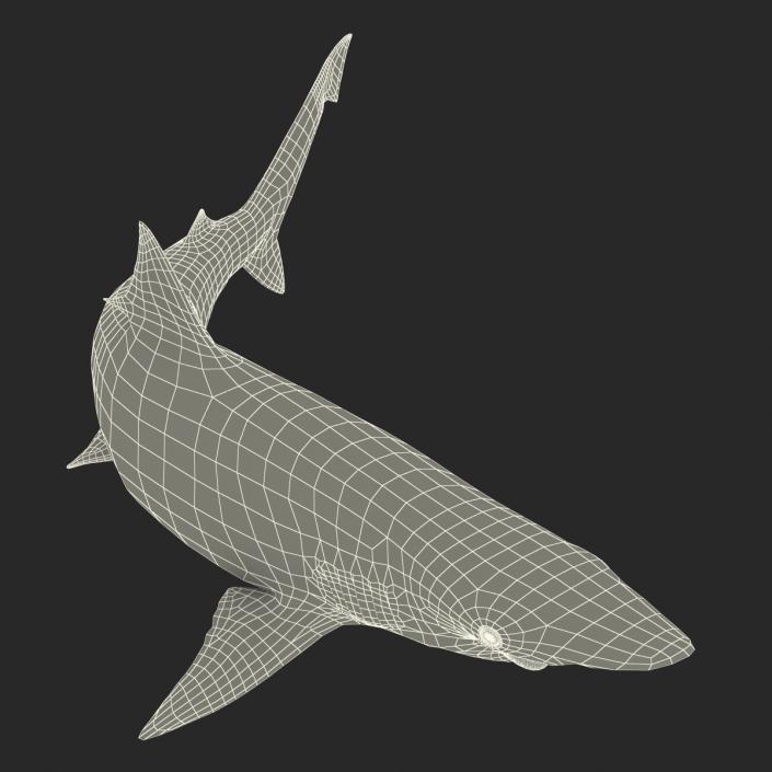 Spadenose Shark Pose 2 3D