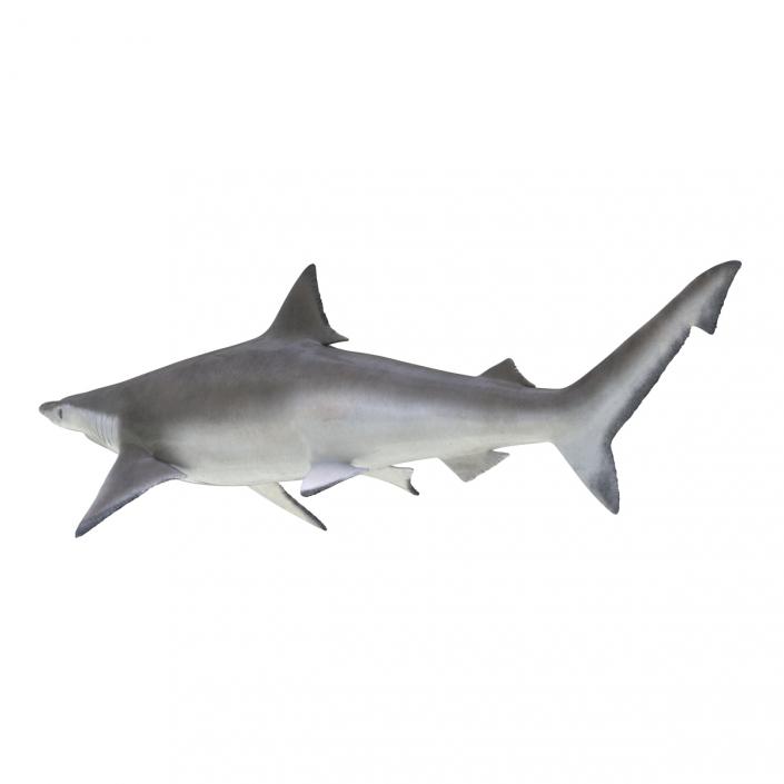 3D model Spadenose Shark