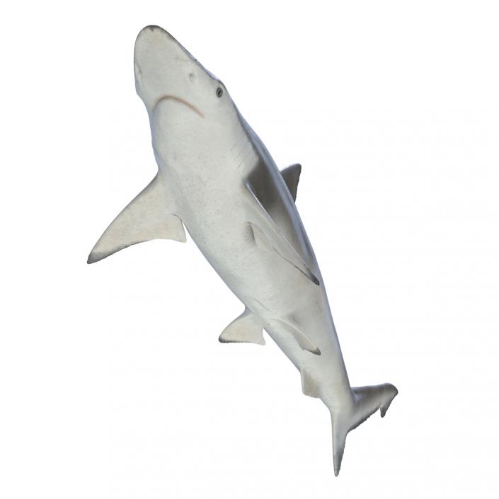 3D model Spadenose Shark