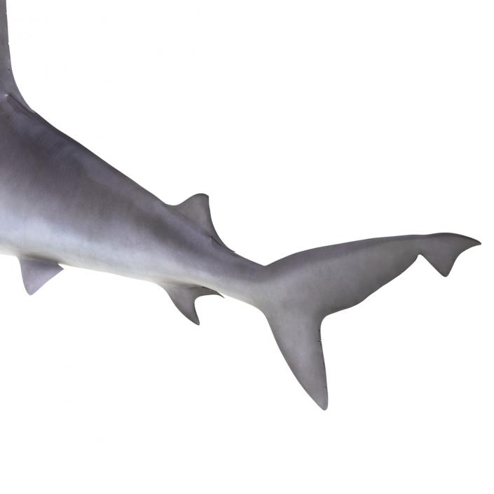 3D Sandbar Shark model