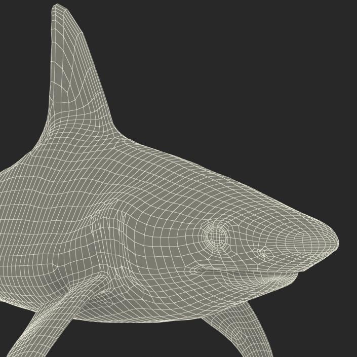 3D Sandbar Shark model