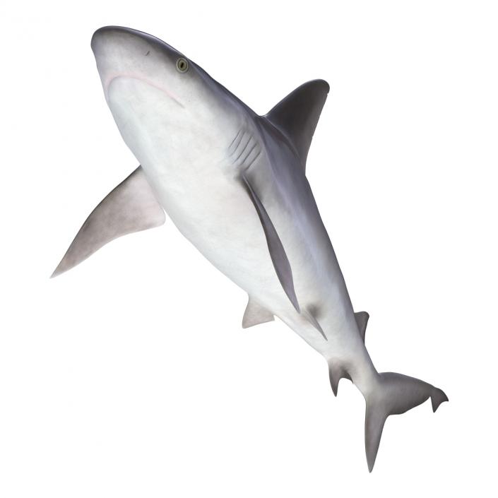 3D model Sandbar Shark Rigged