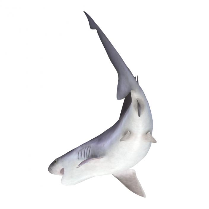 3D model Sandbar Shark Pose 2