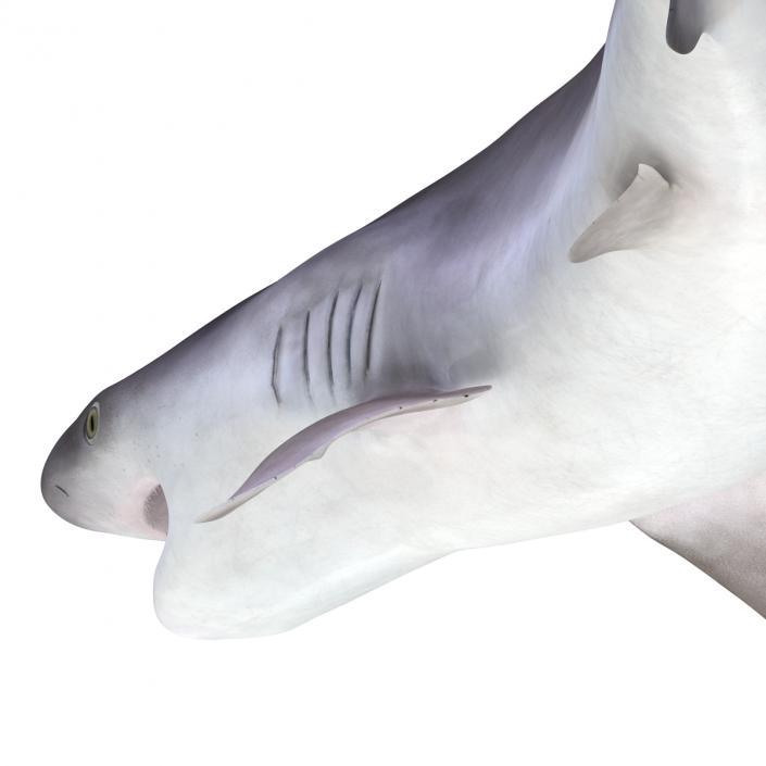 3D model Sandbar Shark Pose 2