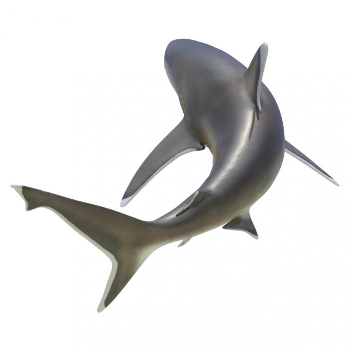 Silvertip Shark Rigged 3D