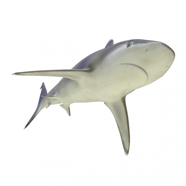Silvertip Shark Rigged 3D