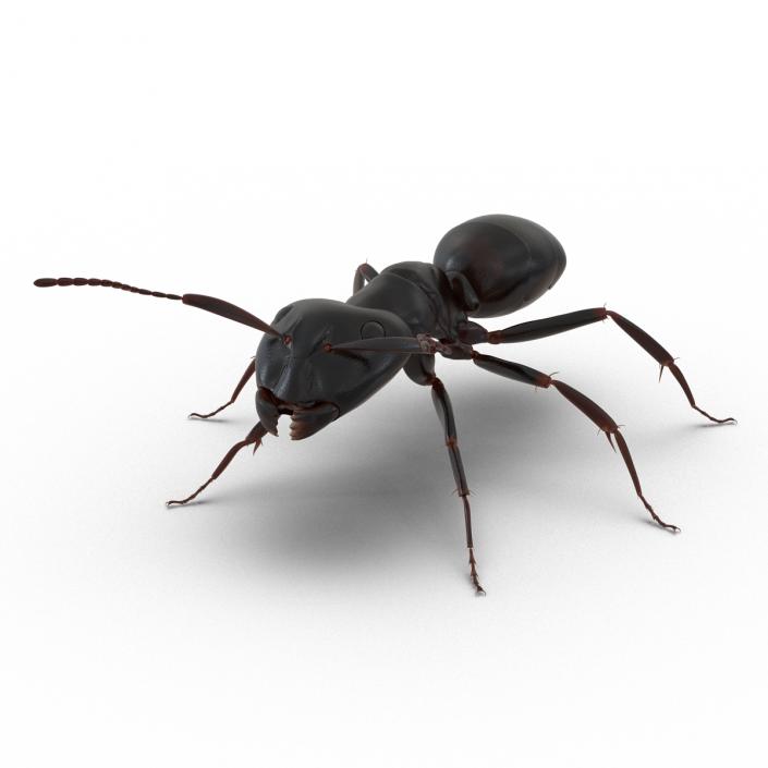 3D Black Ant Rigged