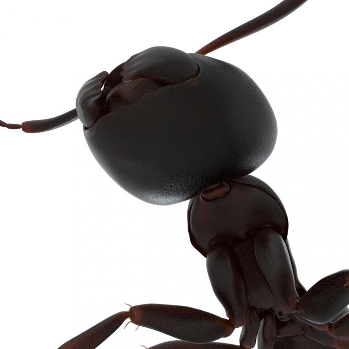 3D Black Ant Rigged
