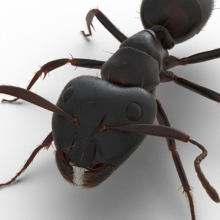 3D model Black Ant with Fur Rigged