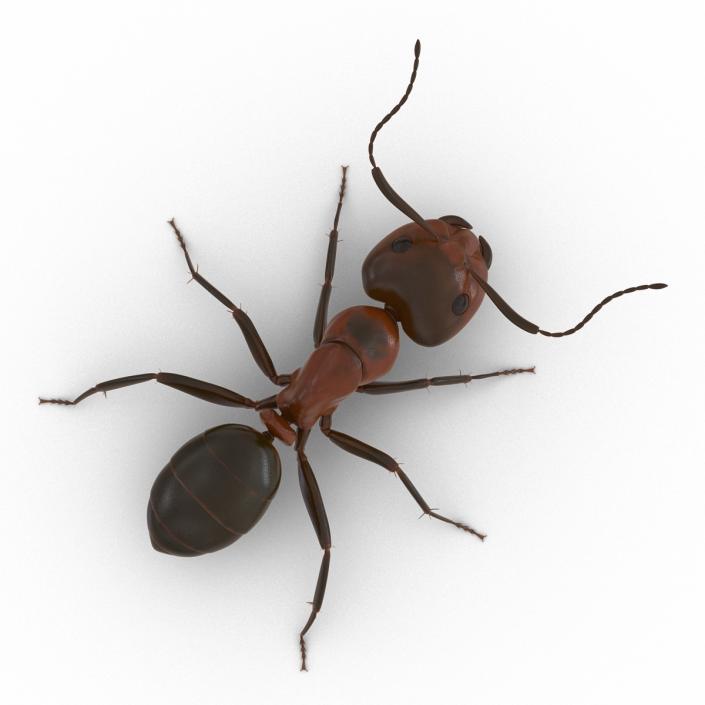 Red Ant Rigged 3D model