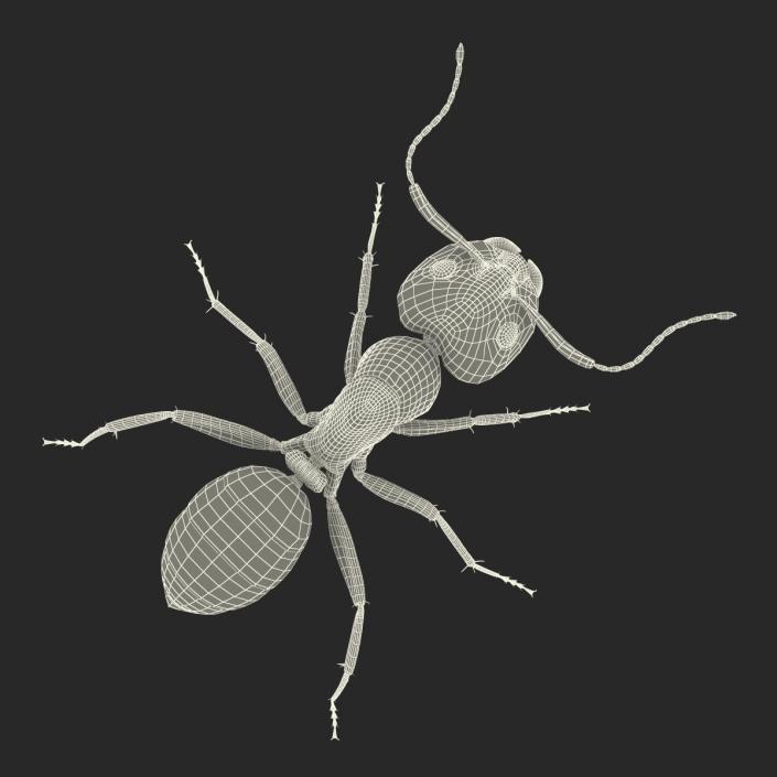 Red Ant Rigged 3D model