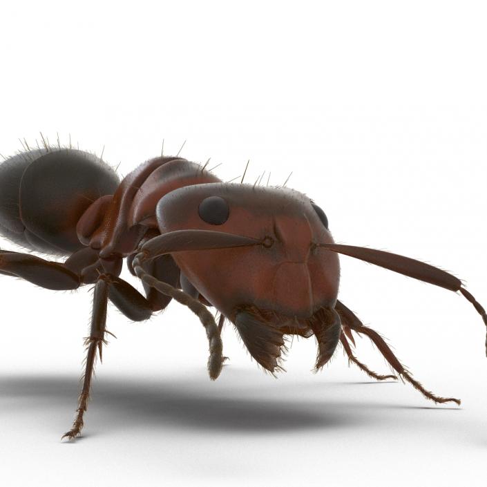3D Red Ant with Fur Rigged model