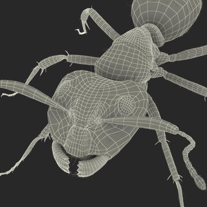 3D Red Ant with Fur Rigged model