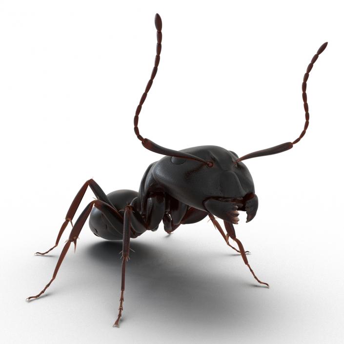 3D Black Ant Pose 2