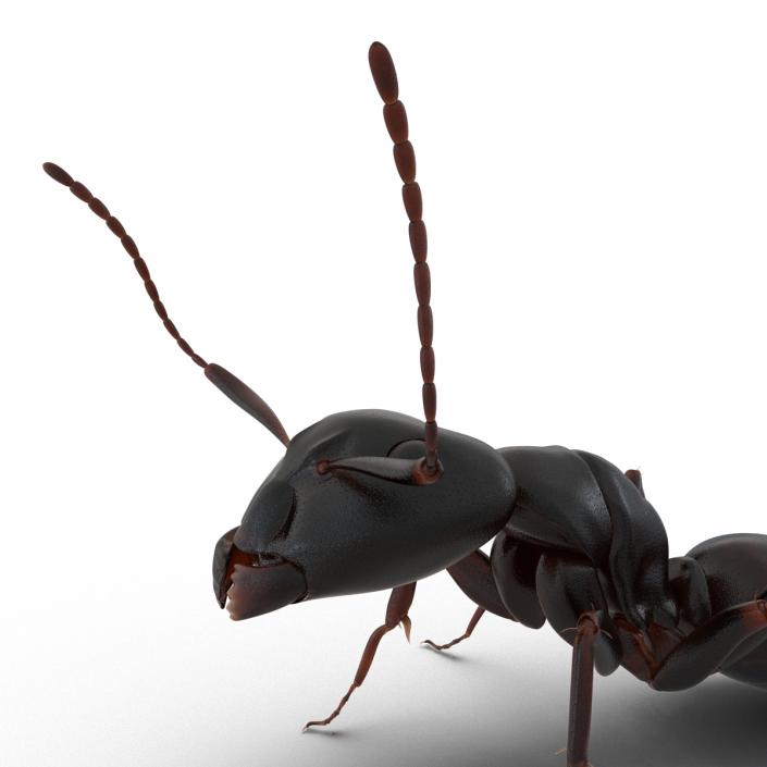 3D Black Ant Pose 2