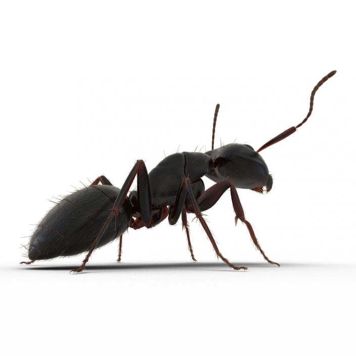 3D model Black Ant with Fur Pose 2