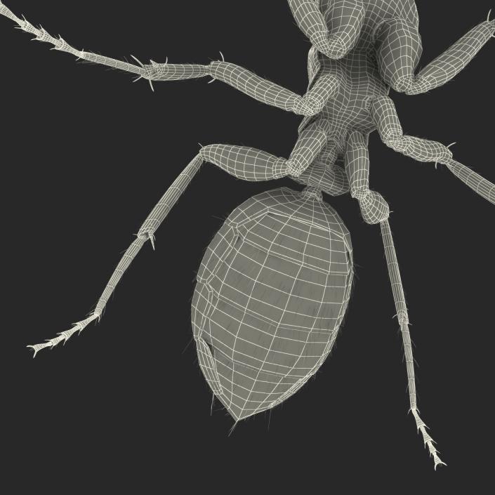 3D model Black Ant with Fur Pose 2