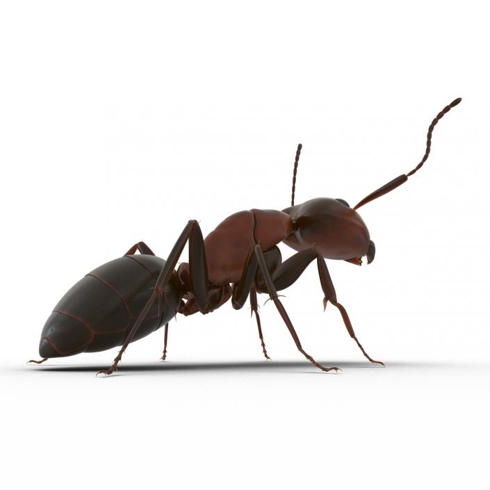 Red Ant Pose 2 3D model