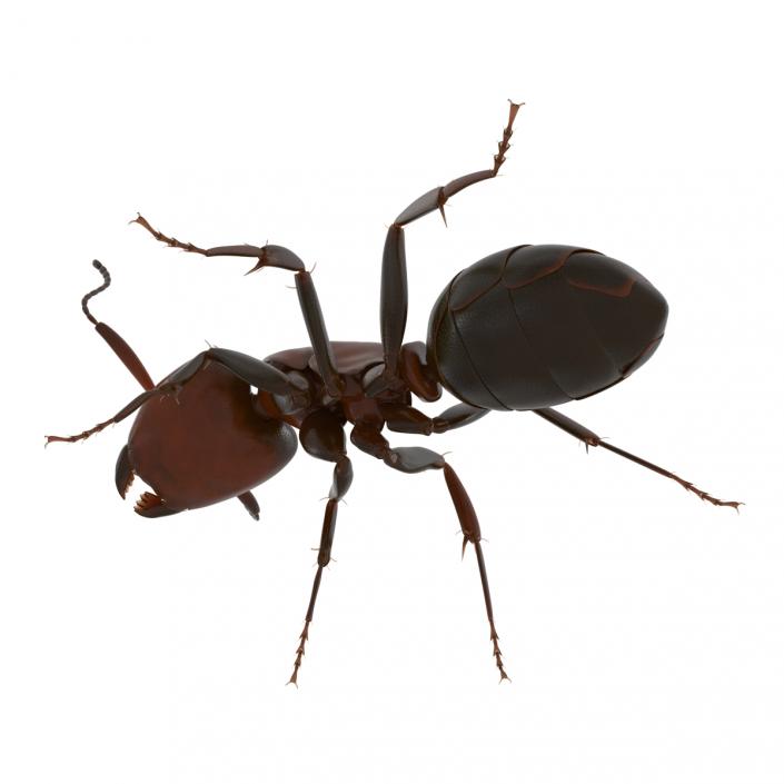 Red Ant Pose 2 3D model