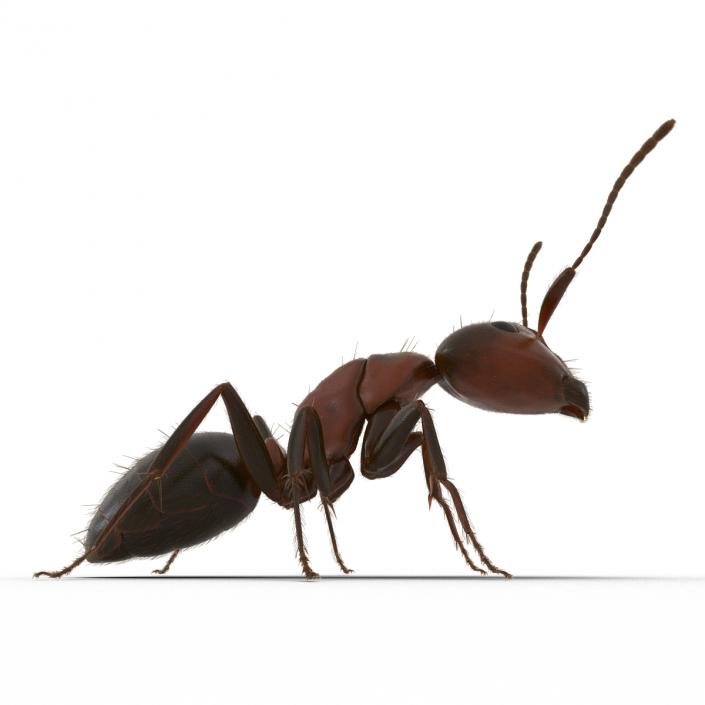 3D Red Ant with Fur Pose 2 model
