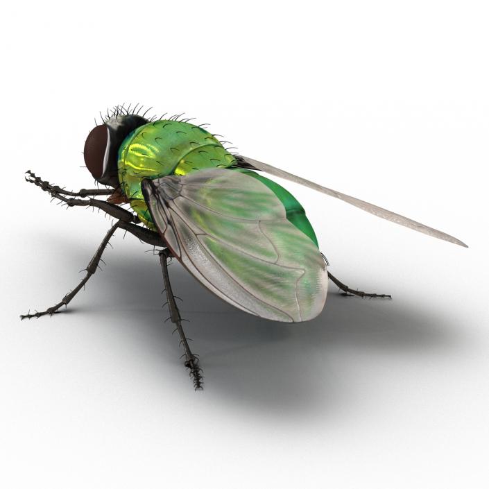 3D Green Bottle Fly Pose 2 model
