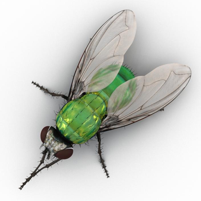 3D Green Bottle Fly Pose 2 model