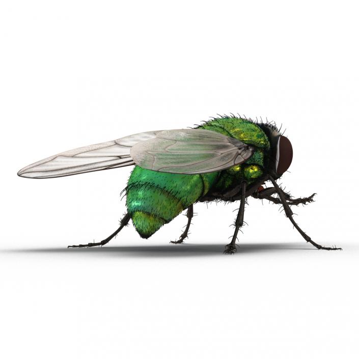 Green Bottle Fly Pose 2 with Fur 3D