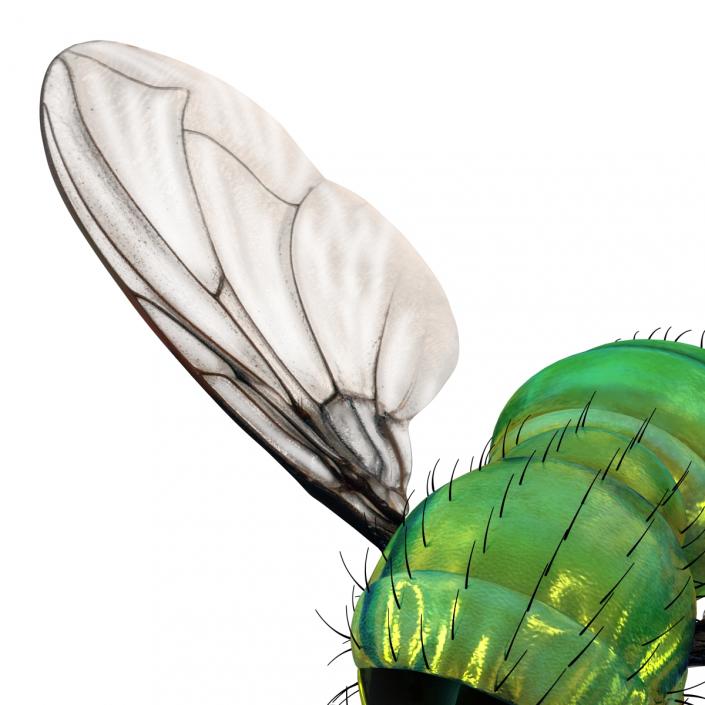 3D Green Bottle Fly Pose 3 model