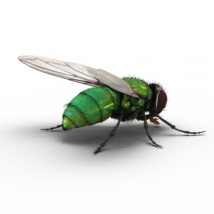 Green Bottle Fly Rigged with Fur 3D