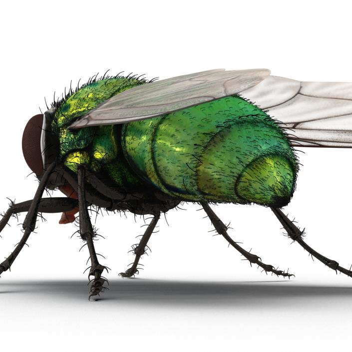 Green Bottle Fly Rigged with Fur 3D