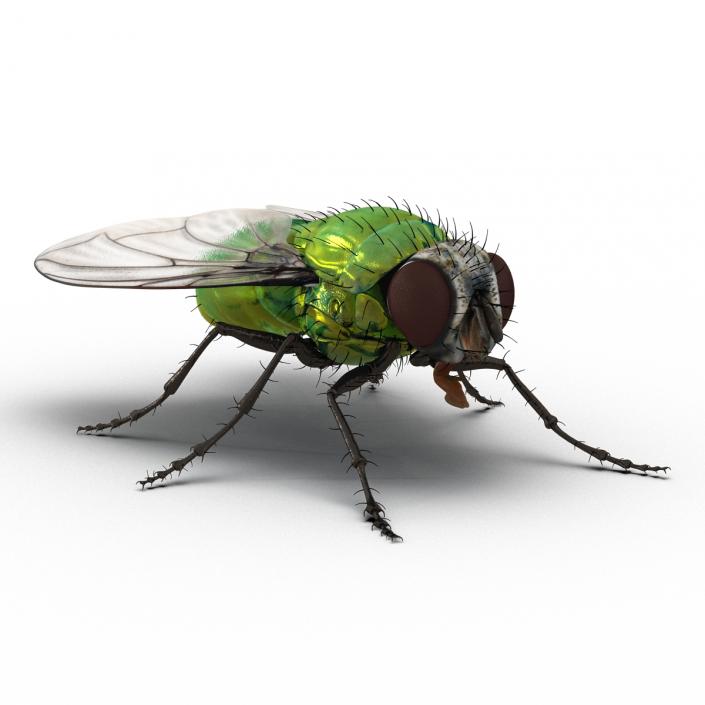3D Green Bottle Fly Rigged model