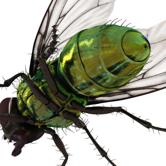 3D Green Bottle Fly Rigged model