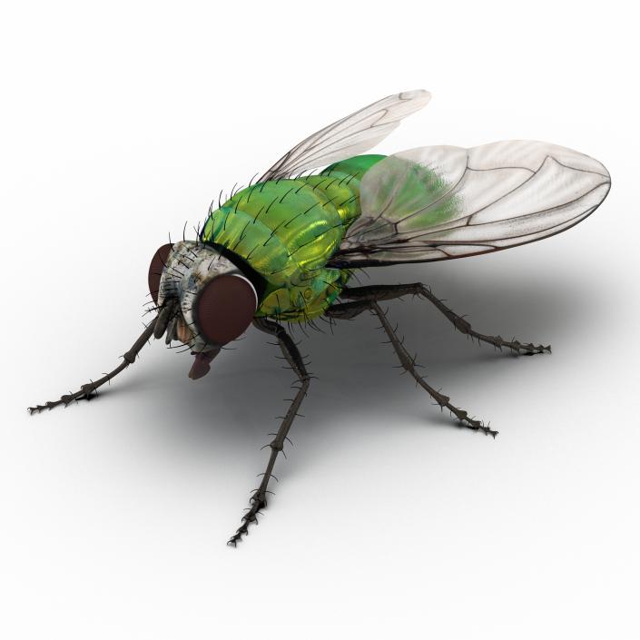3D Green Bottle Fly