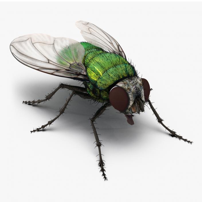 3D model Green Bottle Fly with Fur