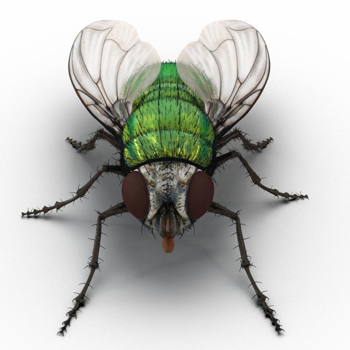 3D model Green Bottle Fly with Fur