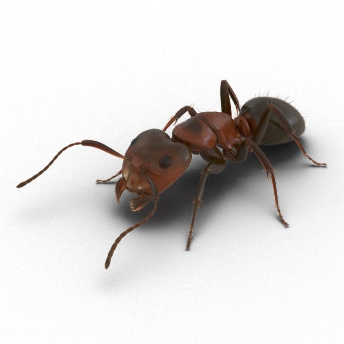 3D Red Ant with Fur Pose 3 model