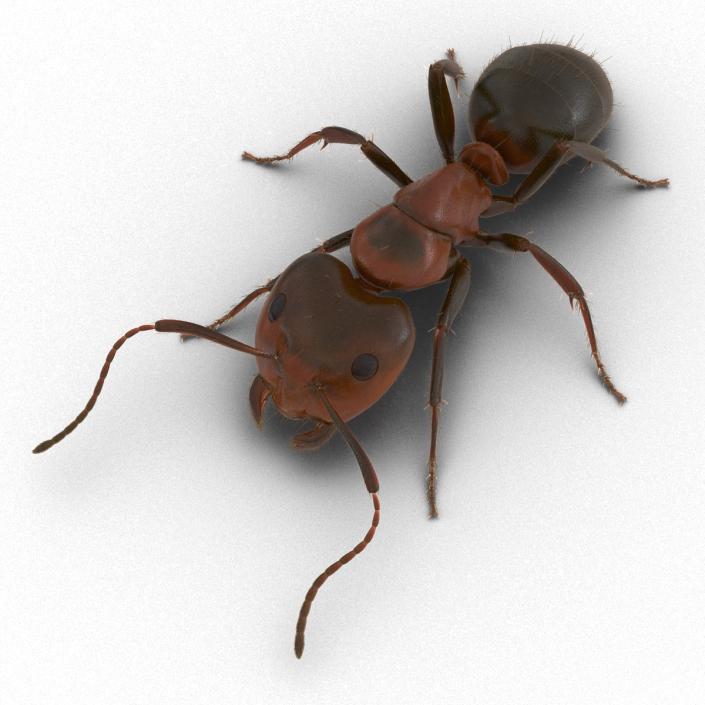 3D Red Ant with Fur Pose 3 model
